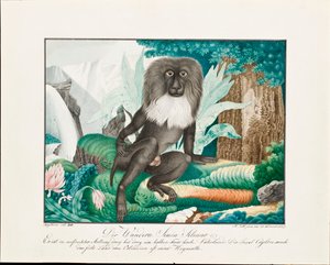 Een Makaak, 1837