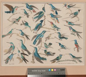 Des colibris
