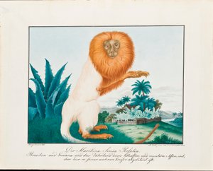 De witte saki