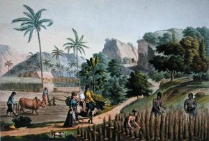 Eiland Guam: Landbouwactiviteiten, uit 