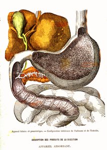 Gal- en Pancreassysteem - Normaal Leven & Gezondheid door J. Rengade - Tekening door A. Demarle 1881 door Alphonse Demarle
