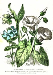 Borraginees, Convolvulacees, Apocynees: Natuurlijke Schepping en Levende Wezens. Tekening door A. Demarle. 1885