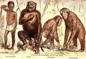 Evolutie van zoogdieren naar het menselijke type: Natuurlijke Creatie en Levende Wezens (Van Jules Rengade). Tekening door A. Demarle. 1885