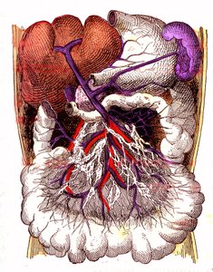 Organen van intestinale absorptie - Het normale leven & gezondheid van J. Rengade. Tekening door A. Demarle 1881