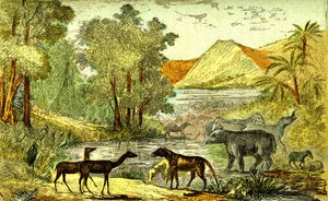 Prehistorie - Eoceen Periode: Van rechts naar links: Paloeotherium, Anoplotherium, Xiphodonts en de vogels Tantalus. Natuurlijke creatie en levende wezens. Tekening door A. Demarle. 1885
