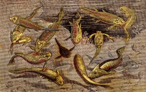 De Devoon-tijd (Prehistorie) Levende Wezens: De strijd om het bestaan van levende wezens. Natuurlijke Creatie. Tekening A. Demarle. 1885