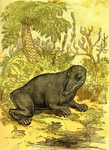 De Labyrinthodonte (Amfibie): Amfibie van de steenkoolperiode. Natuurlijke Schepping en Levende Wezens. Tekening A. Demarle 1885 door Alphonse Demarle