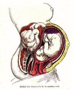 Het kind in de baarmoeder (laat 9e maand) - Het normale leven & gezondheid van J. Rengade- Tekening A. Demarle 1881 door Alphonse Demarle