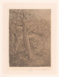 Twee bomen