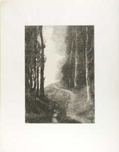 Landschap met berkenbomen