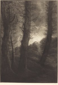 Grote bomen tegen de zon
