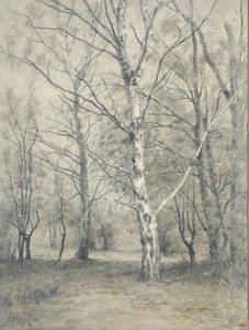 Bos met berkebomen