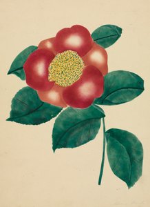 Chinese bloem (aquarel) door Altha Mary Nims