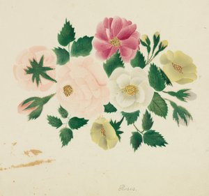 Junirozen (aquarel) door Altha Mary Nims