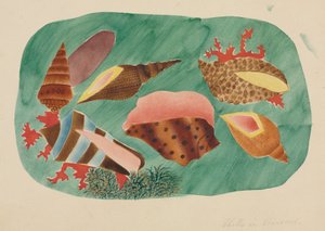 Schelpen in zeewier (aquarel) door Altha Mary Nims