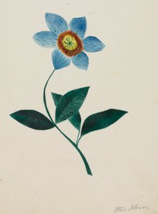 Sterbloem (aquarel) door Altha Mary Nims