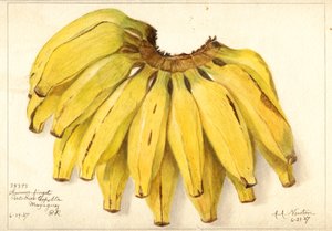 Bananen (Muze: Guincos Finget) (aquarel)