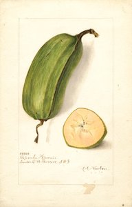 Bananen (Musa: Popoulu Hawaii) (aquarel)