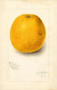 Ichang sinaasappel (Citrus sinensis) (aquarel) door Amanda Almira Newton