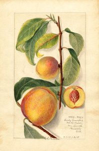 Perziken (Prunus persica) (aquarel)