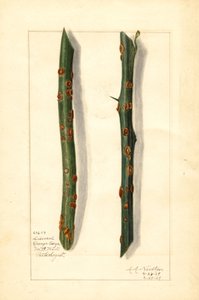 Twee zieke sinaasappeltwijgen (Citrus sinensis) (aquarel) door Amanda Almira Newton