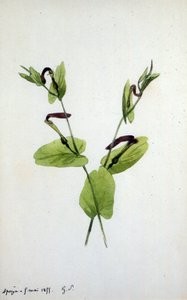 Aristolochia, een groot plantengeslacht van de familie Aristolochiaceae door Amantine Dupin