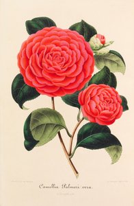 Nieuwe iconografie van de Camellia