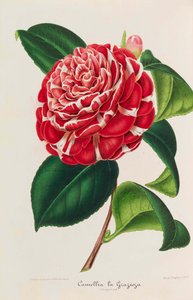 Nieuwe iconografie van de Camelia