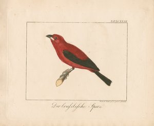 Braziliaanse vink (handgekleurde koperplaatgravure)
