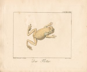 De adder (handgekleurde litho)