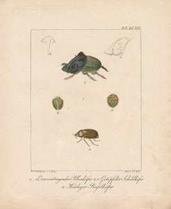 Diverse keversoorten (handgekleurde koperplaatgravure)