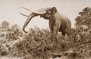 De Chatham-olifant, illustratie uit 