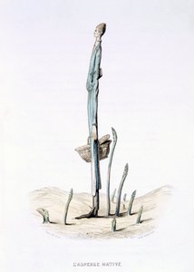 De haastige asperge, uit 