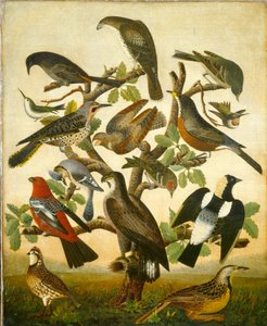 Vogels door American 19th Century