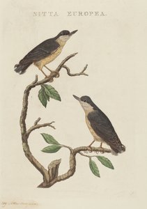 Sitta europea door American 19th Century
