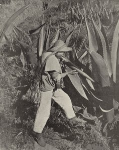 Een Mexicaanse Pulque-verzamelaar