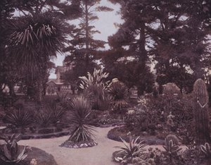 Een cactus tuin van Zuid-Californië