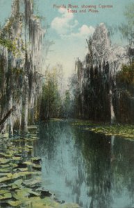 Florida-rivier, met cipressen en mos