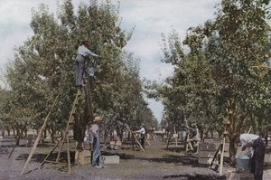 Oregon: Fruit Plukken in een Rouge River Valley Boomgaard door American Photographer (after)