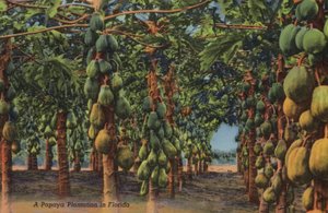 Papaya-plantage, Florida