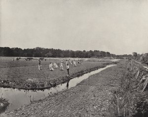 Rijst planten in North Carolina (zwart-wit foto) door American Photographer (after)