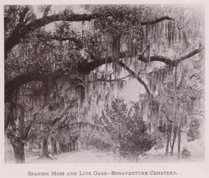 Spaans Mos en Live Oaks, Bonaventure Cemetery (zw/w foto) door American Photographer (after)