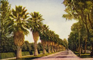 Een palmenrit in de buurt van Los Angeles (kleurenfoto)