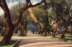 Avenue of Pepper Trees, Pasadena (kleurenfoto) door American Photographer