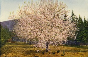 Californische amandelboom (kleurenfoto) door American Photographer