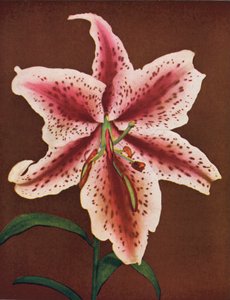 Lelies: Lilium Auratum, Crimson Queen (kleurenfoto) door American Photographer