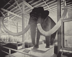 De Grote Siberische Mammoet door American Photographer