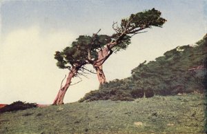 De struisvogel, een Montereycipres (kleurenfoto)