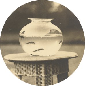 Zonder titel (vissenkom),c. 1888 (foto) door American Photographer