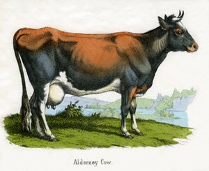 Alderney Koe, uit De Natuurlijke Historie van Dieren door American School